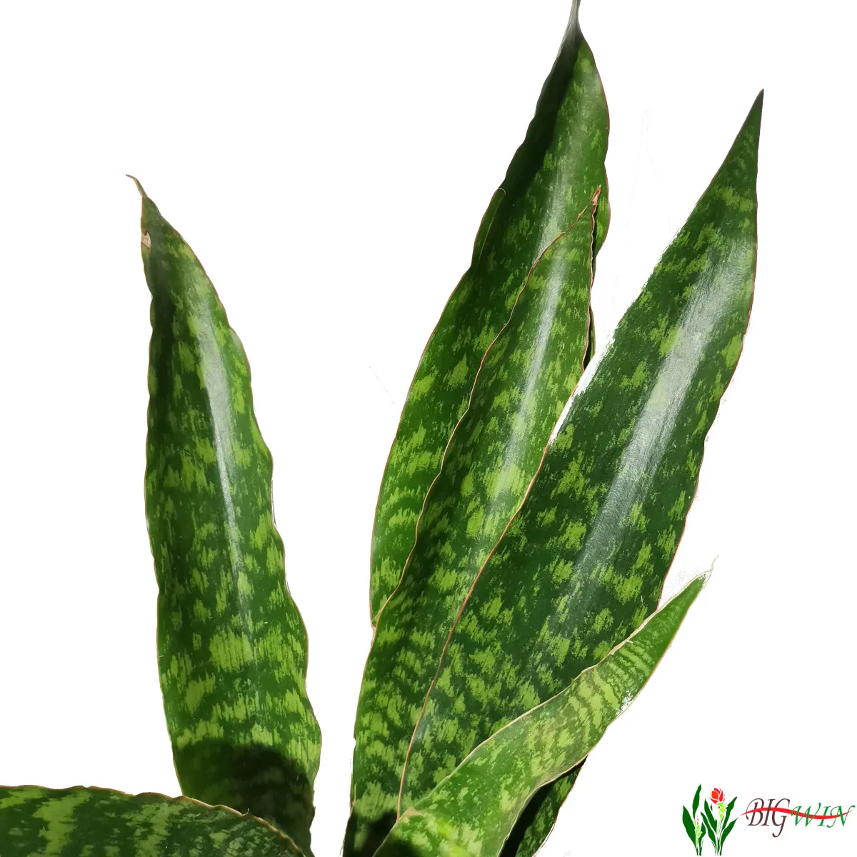sansevieria aubry. “dragon” - slika 3