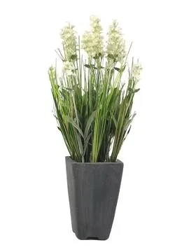 EUROPALMS Lavender, cream, in pot, 45cm - Križevci