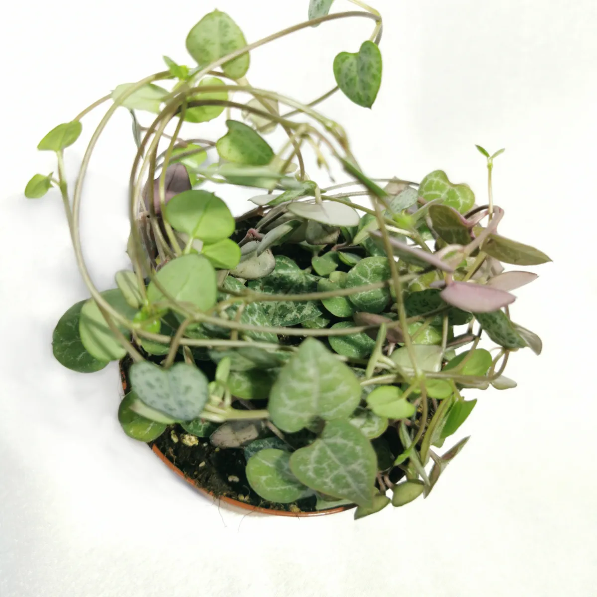 ceropegia woodii - slika 3