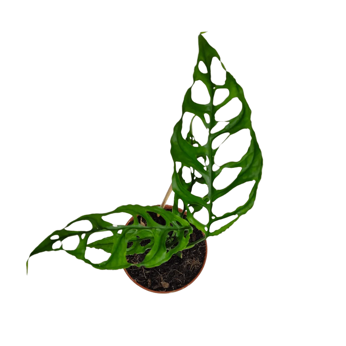monstera obliqua “peru” - slika 2