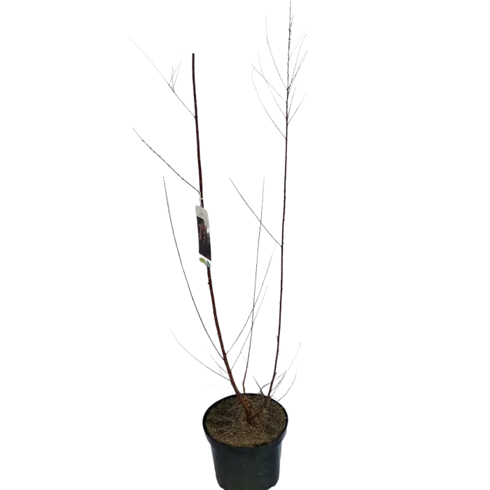 tamarix ramosis.”rubra” - slika 3