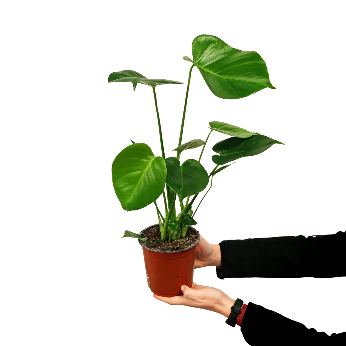 monstera deliciosa - slika 2