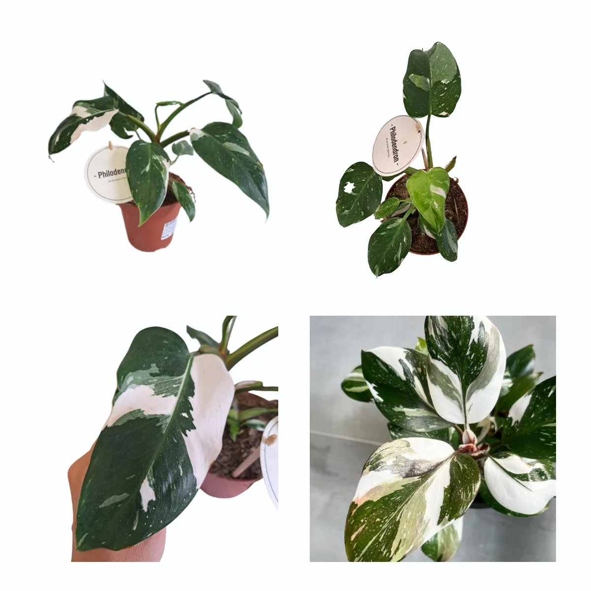 PHILODENDRON “White Princess” - Brestovac