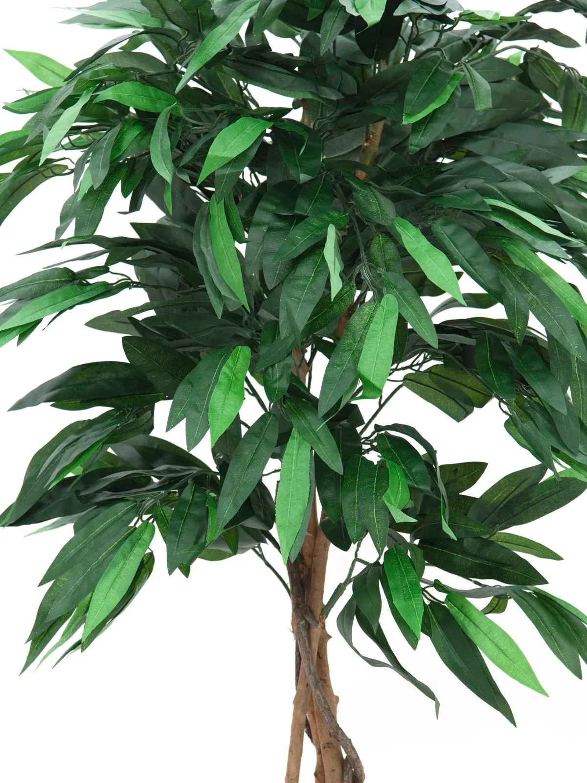europalms jungle tree mango, 150cm - slika 2