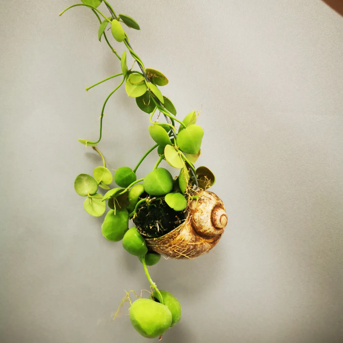 dischidia “snaily” - slika 4