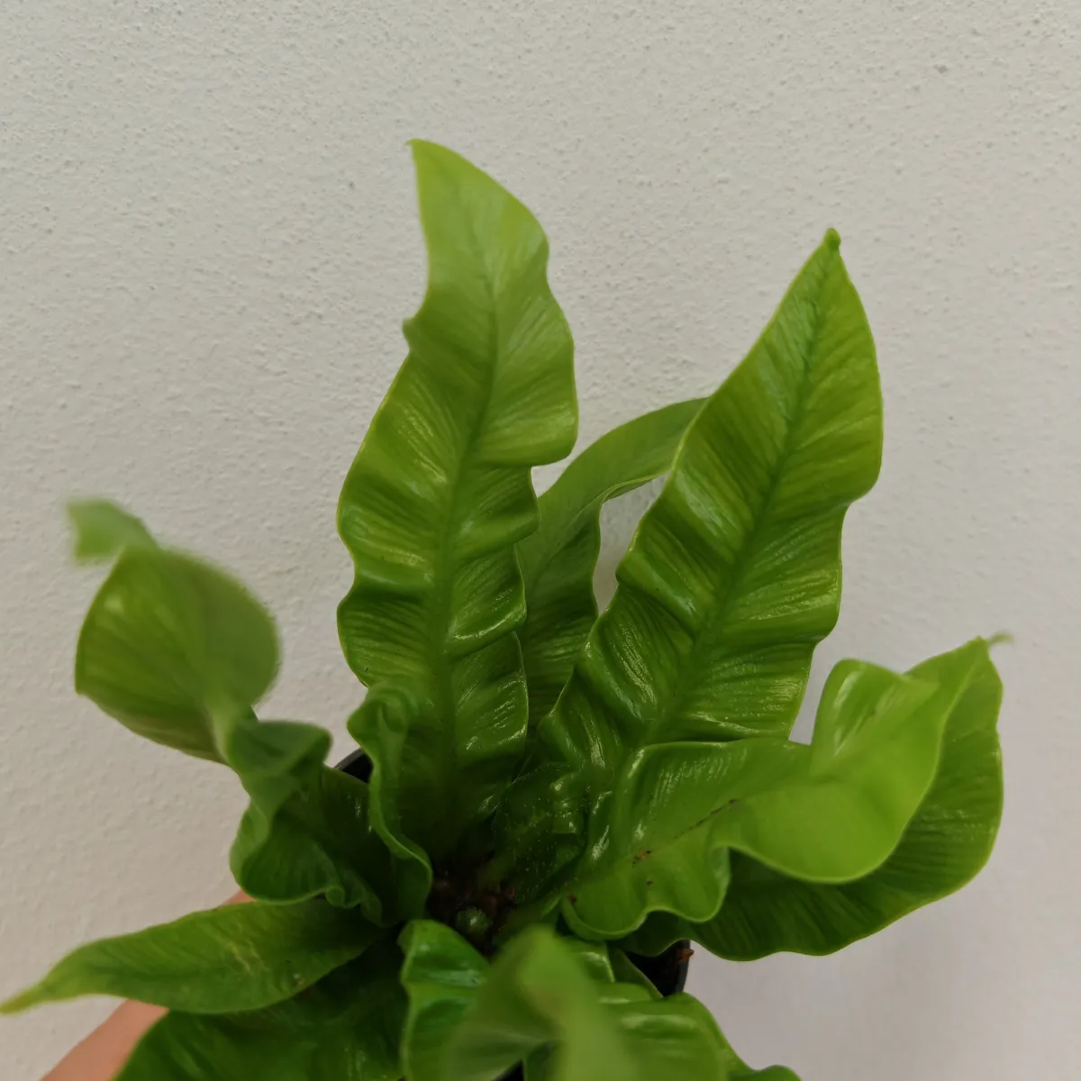 asplenium nidus ‘crispy wave’ - slika 6