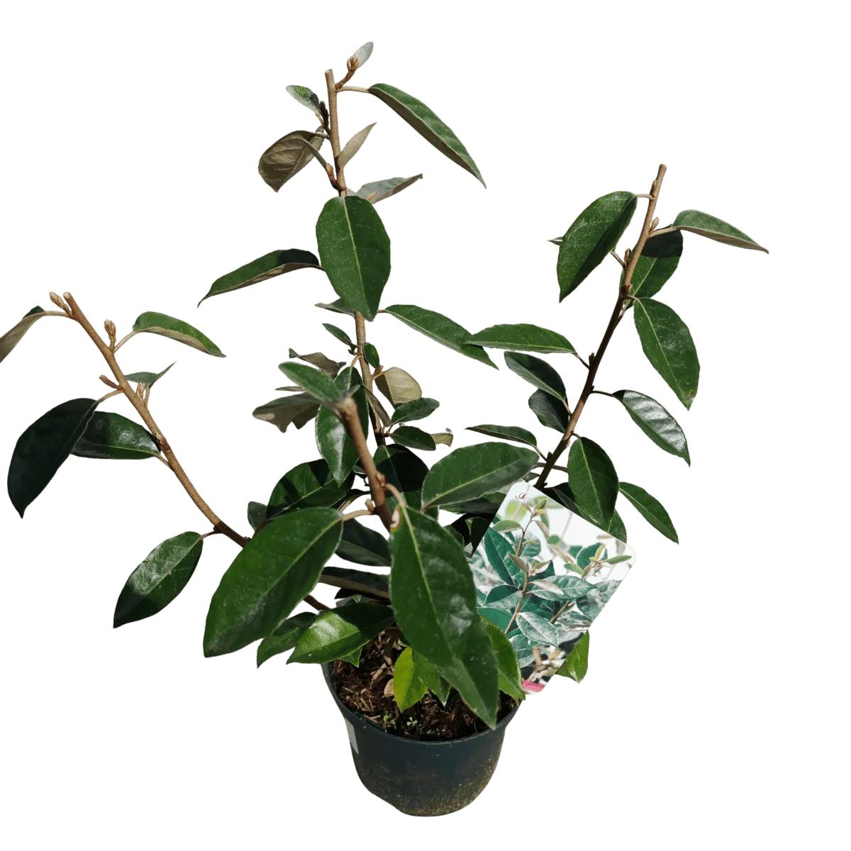 elaeagnus ebbingei - slika 2
