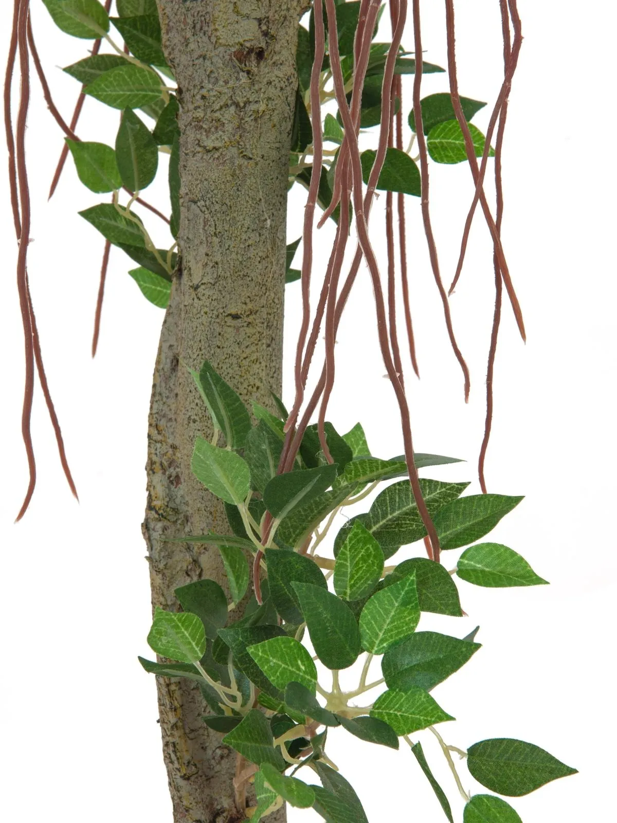 EUROPALMS Ficus ball tree, 100cm - Split