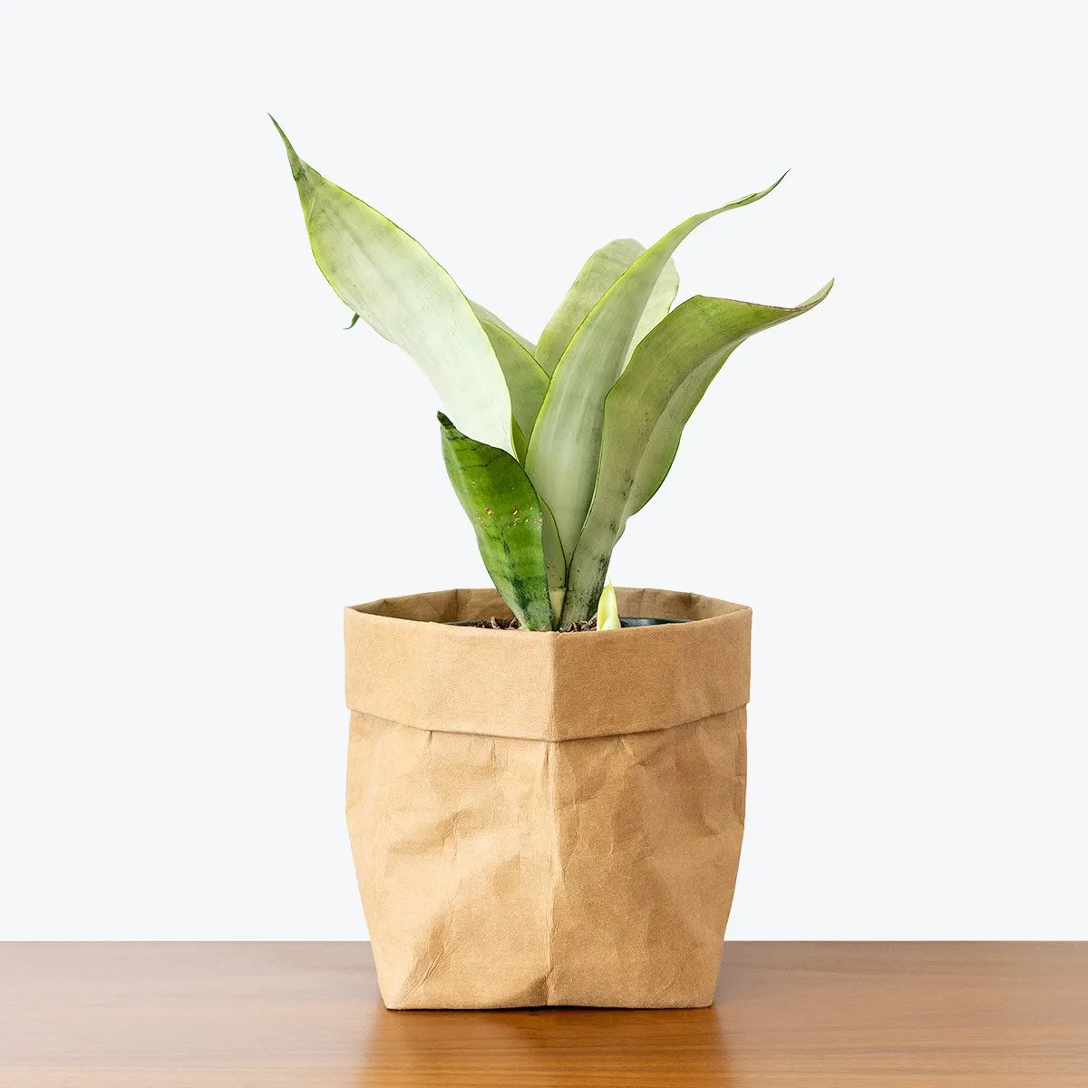 sansevieria trif. “moonshine” - slika 3