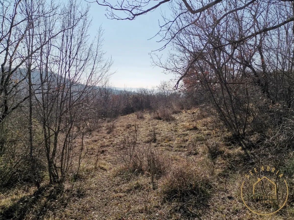 velika šuma sa ruševinom - slika 11