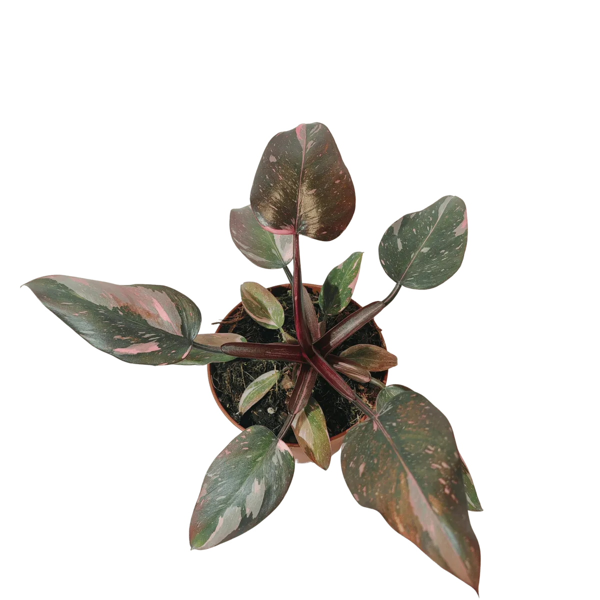 philodendron “pink princess” - slika 3