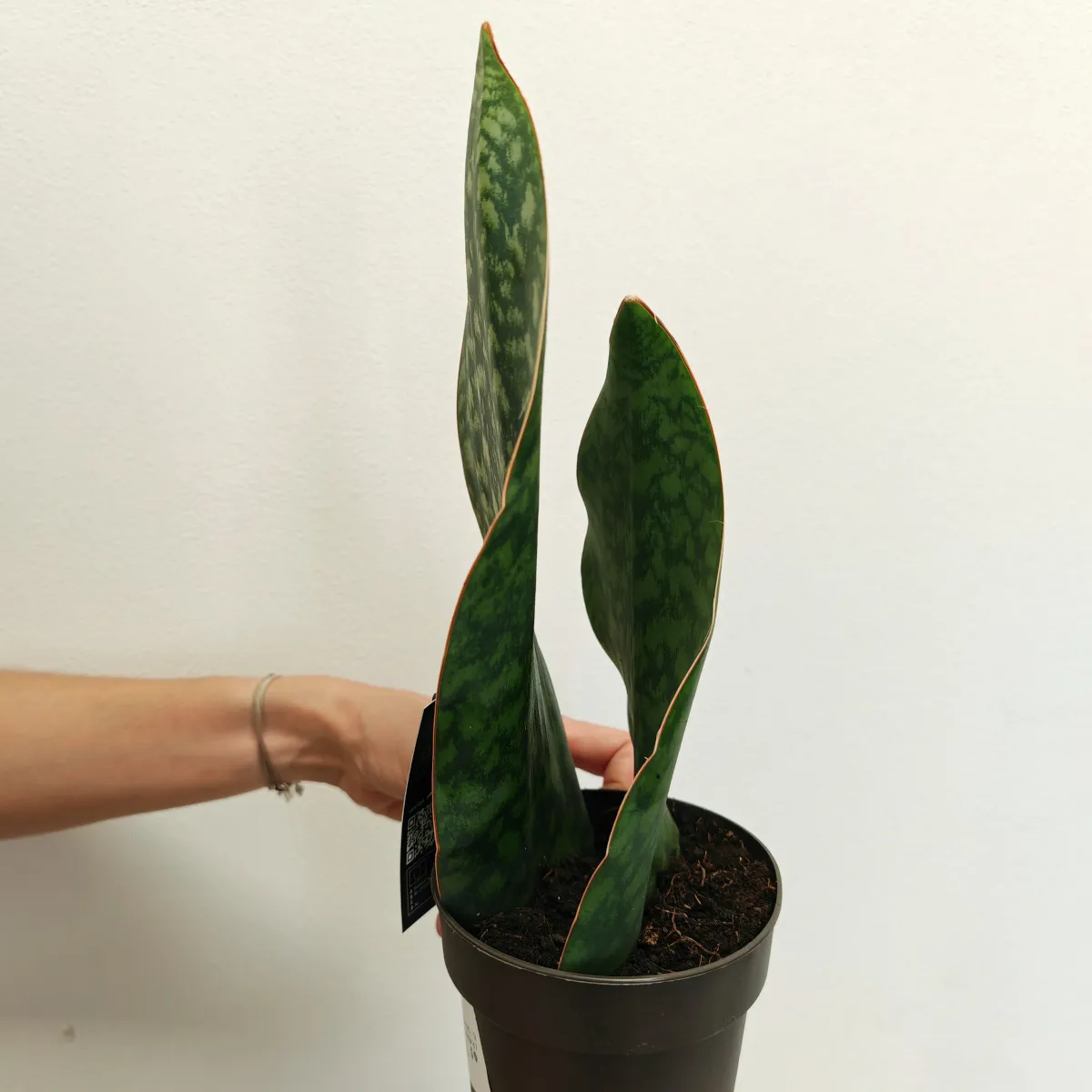 sansevieria masoniana - slika 2