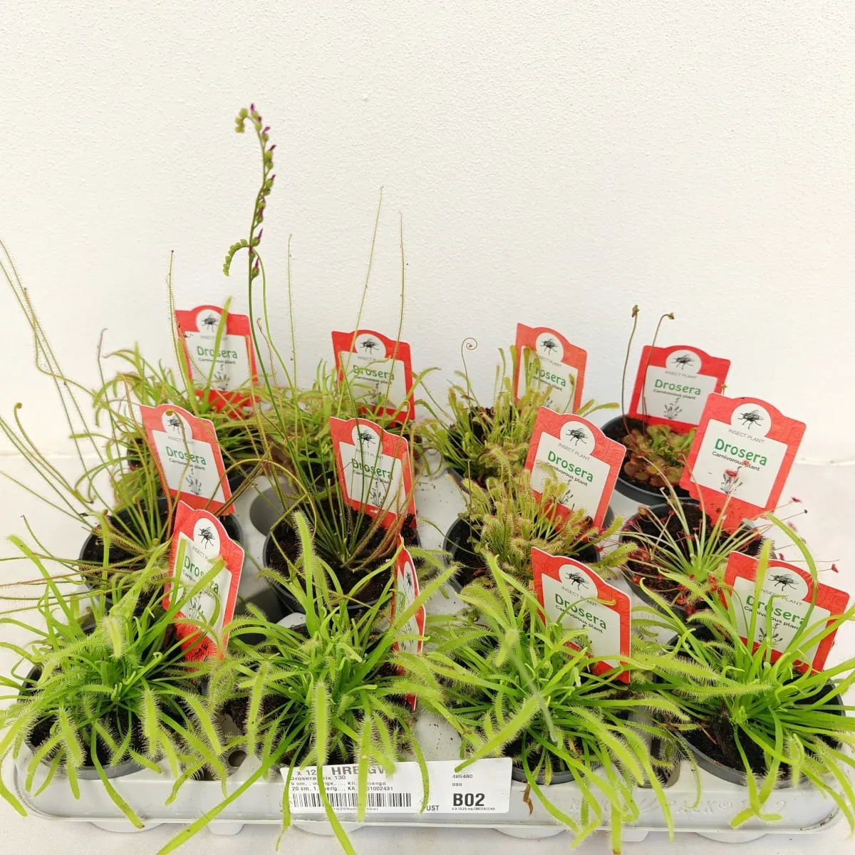 Muholovke / Drosera - Brestovac