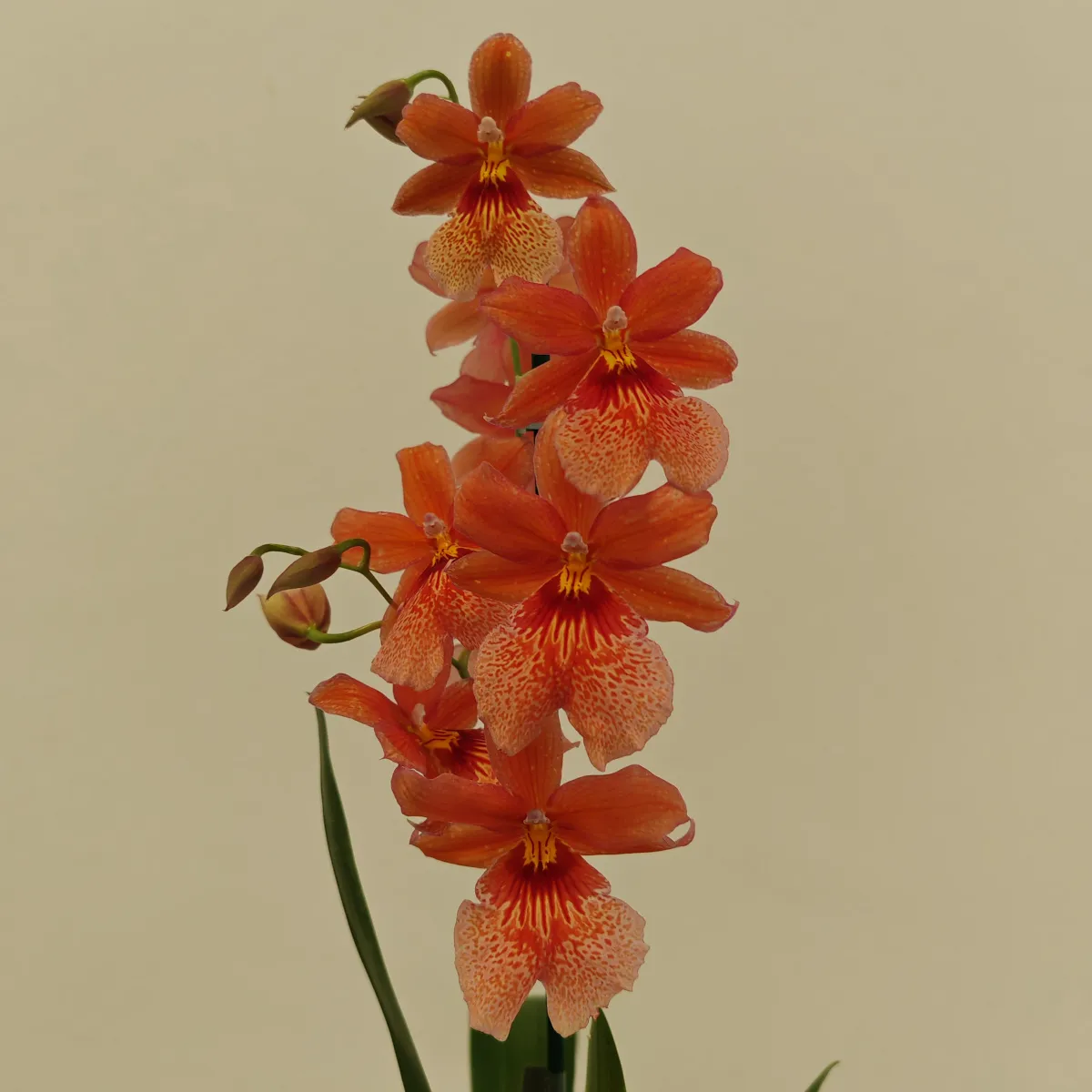 cambria “nelly isler” – orange - slika 4