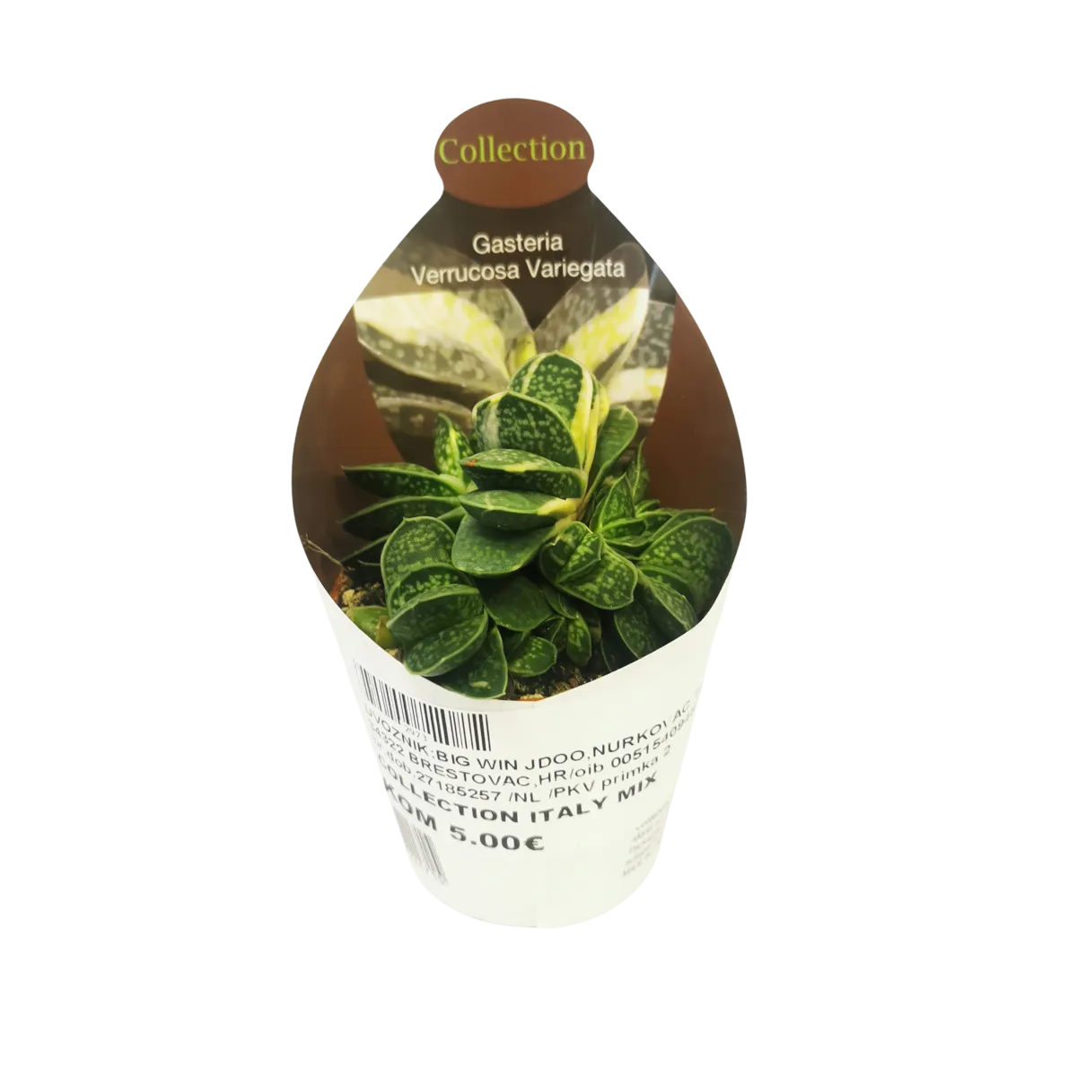 gasteria “verrucosa variegata” - slika 2