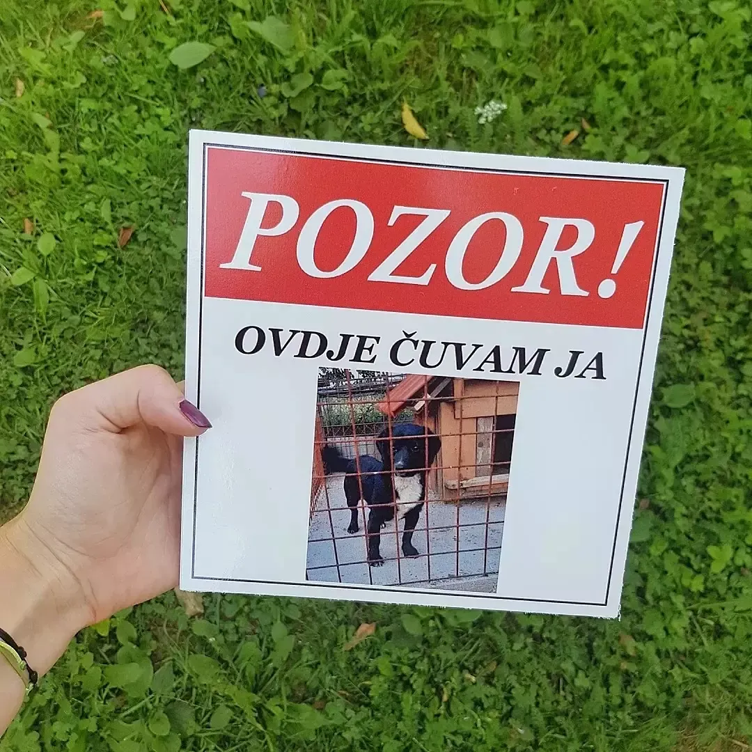 table oštar pas - slika 2