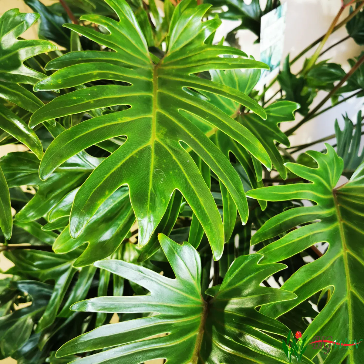 philodendron “xanadu” - slika 3