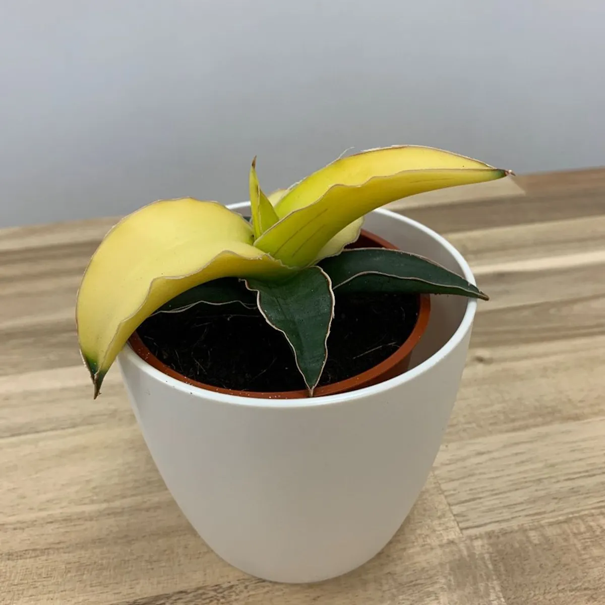 sansevieria cyl.” star canary” - slika 4