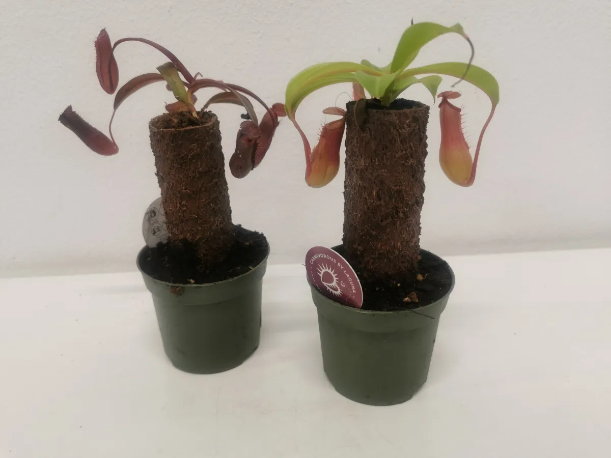nepenthes / mesožderka - slika 2
