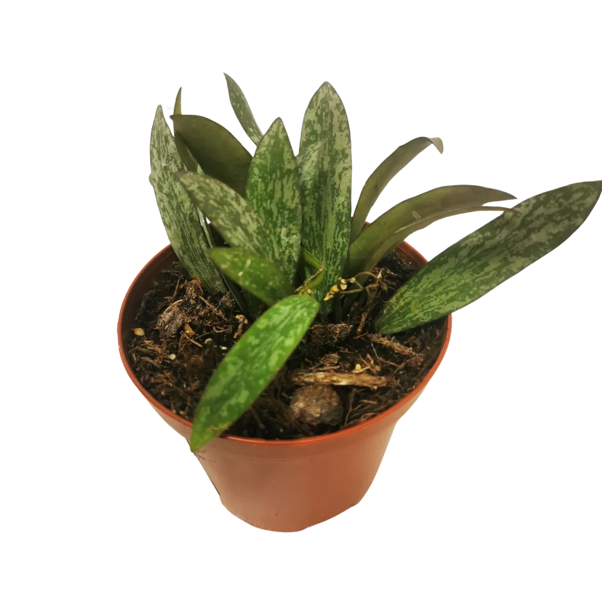 hoya “sigillatis” - slika 3