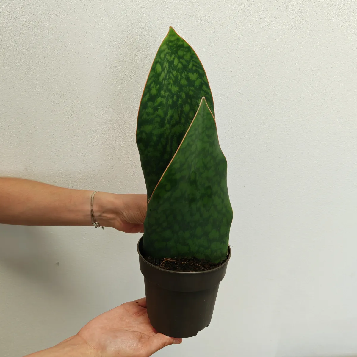 sansevieria masoniana - slika 2