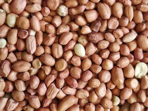 Kikiriki Vanrobaeys 1kg - Đakovo