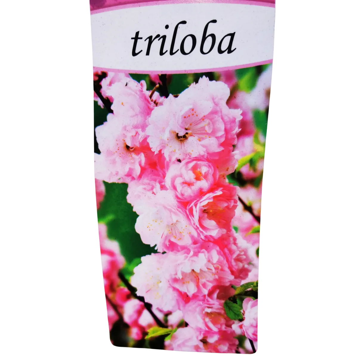 prunus triloba / ukrasni badem - slika 4