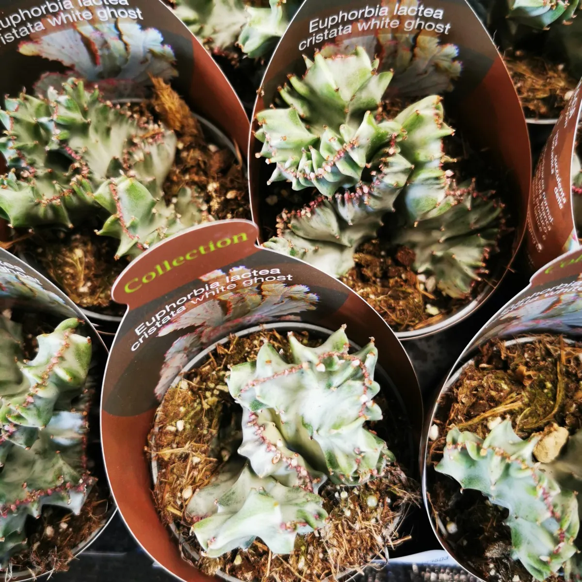 euphorbia lactea ‘white ghost’ - slika 2