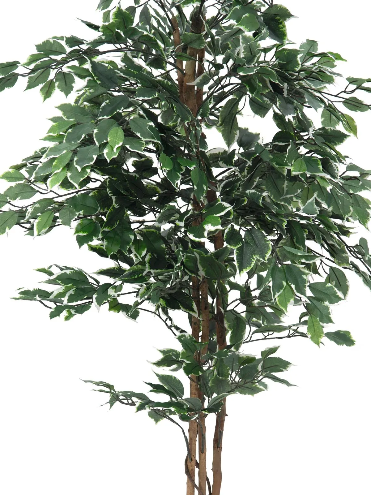 europalms variegated ficus, 240cm - slika 2