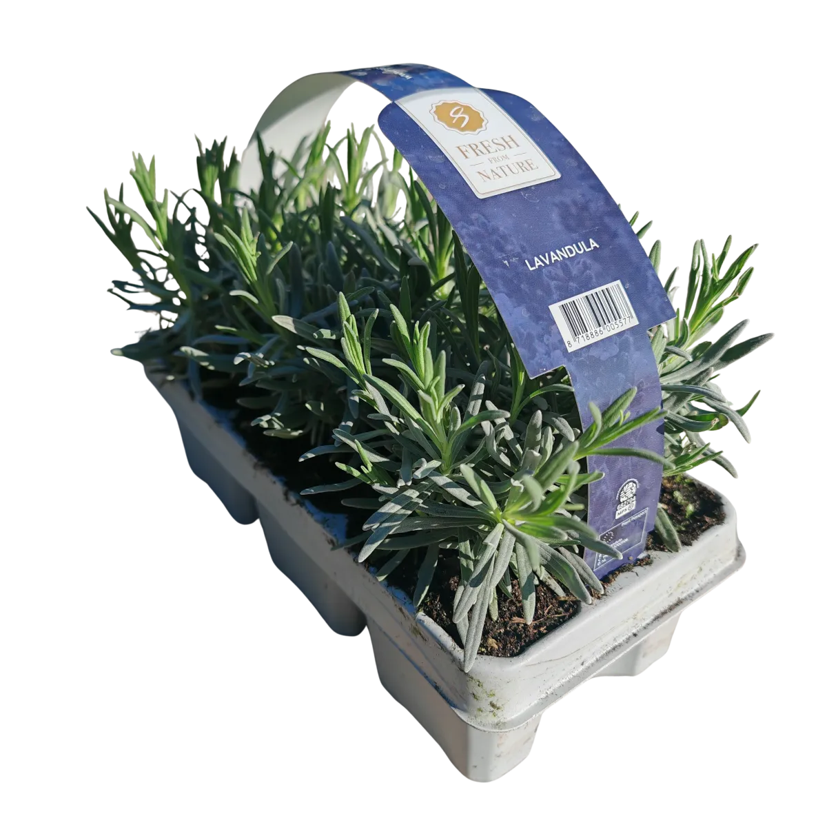 lavandula angustifolia - slika 3