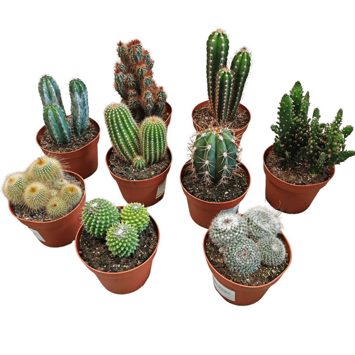 Cactus Mix - Brestovac