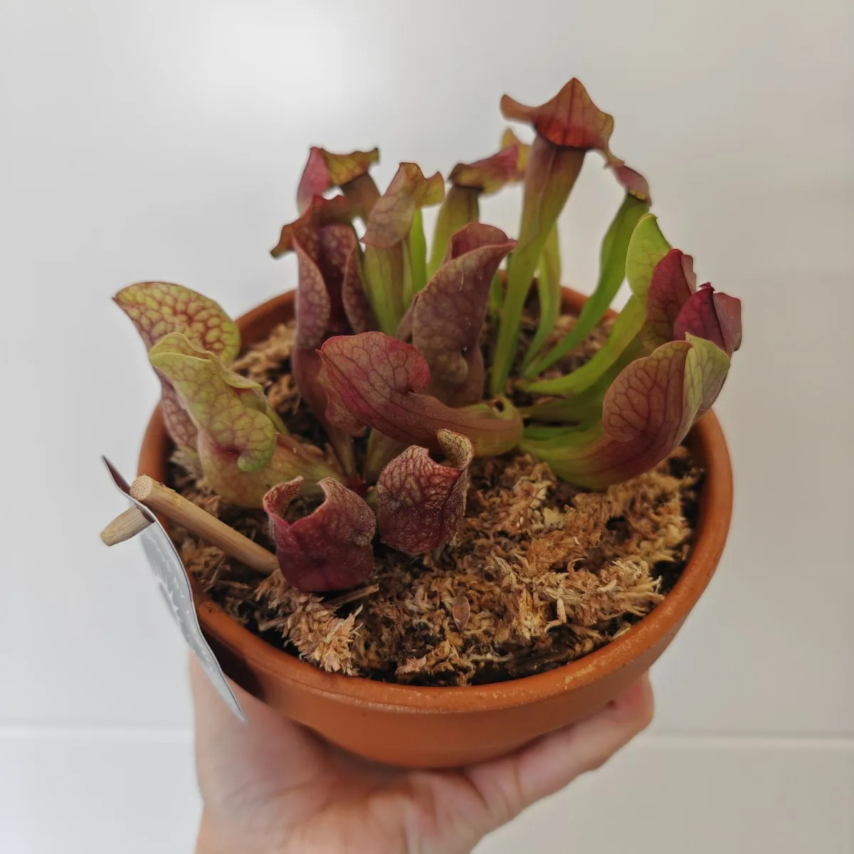 sarracenia - slika 3