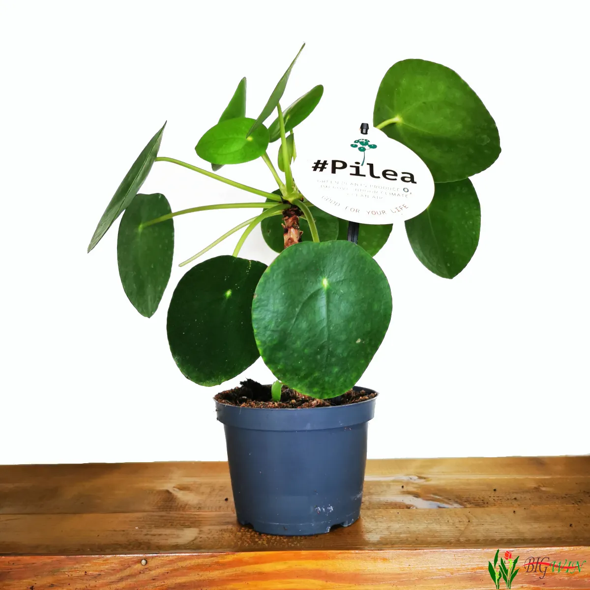 pilea peperomioides - slika 4