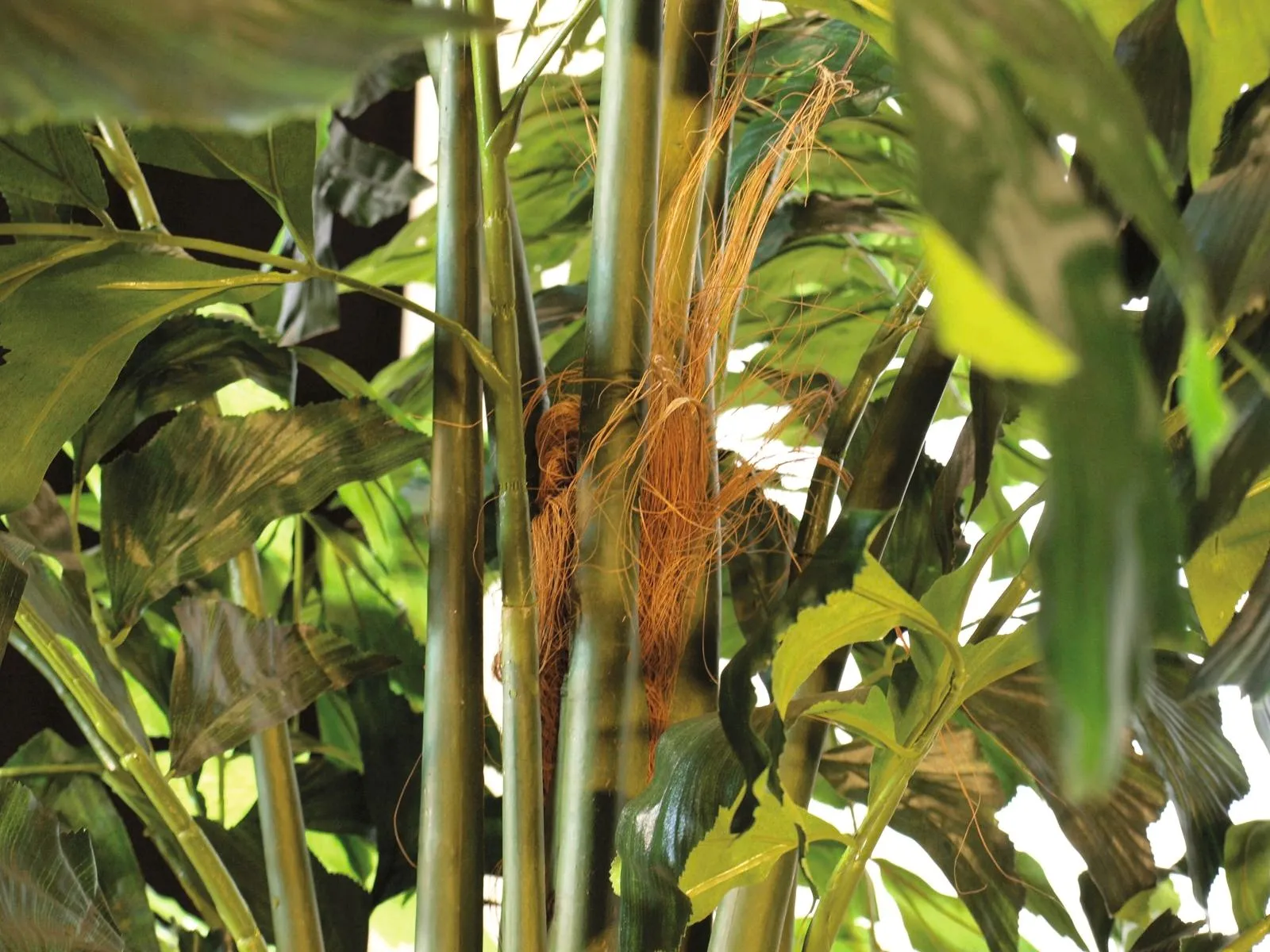 europalms fishtail bush, 305cm - slika 2