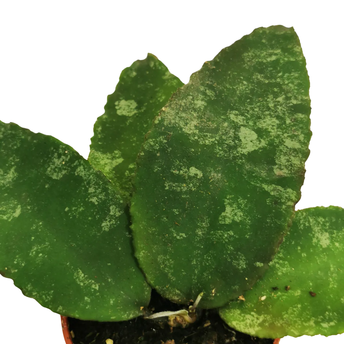 hoya special - slika 5