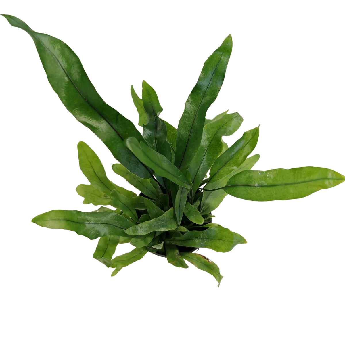 microsorum pteropus - slika 2