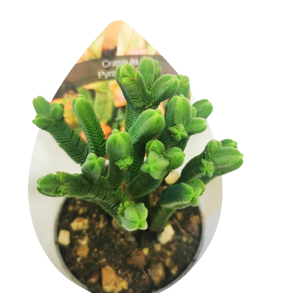 crassula “pyramidalis” - slika 2