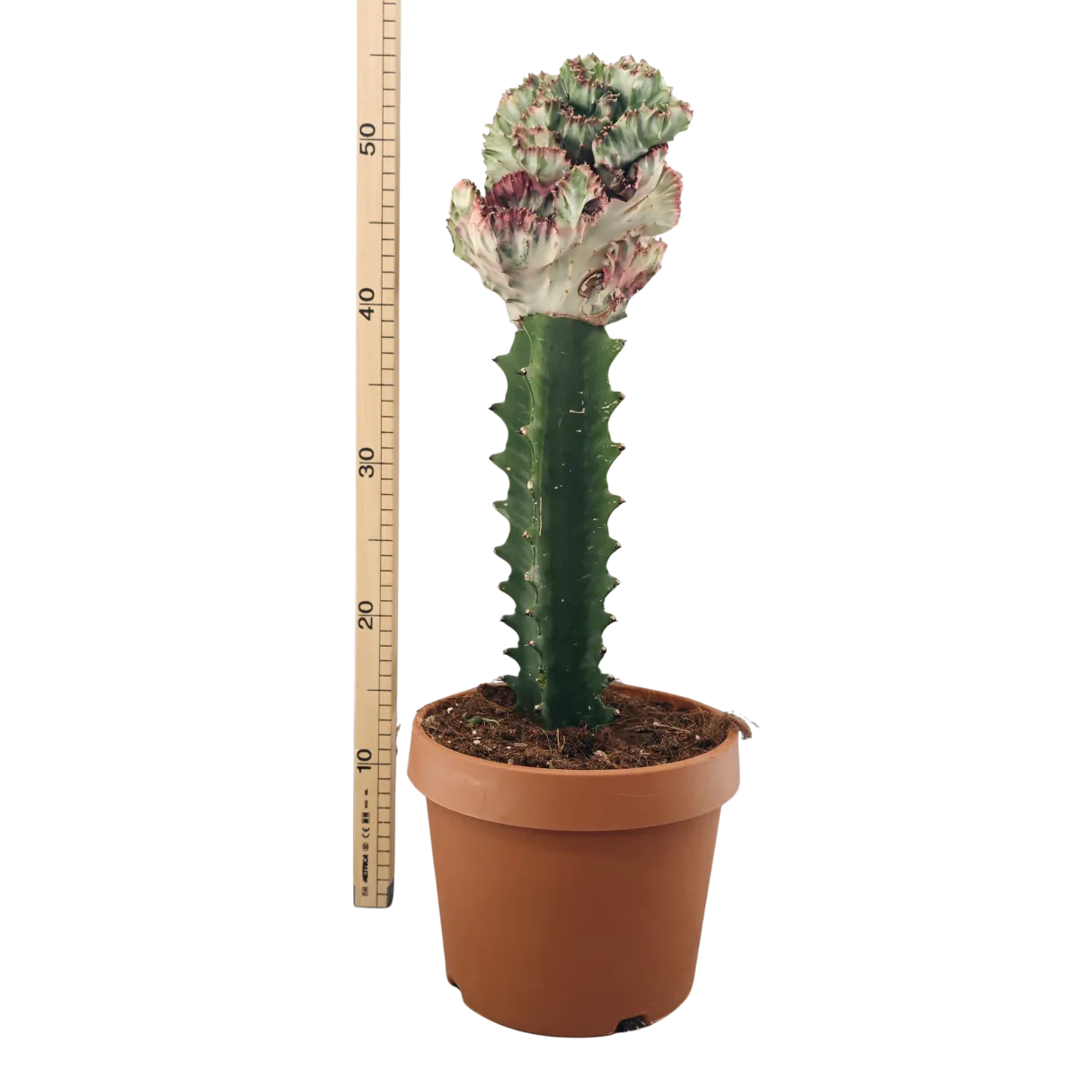 euphorbia lactea ”cristata” - slika 4