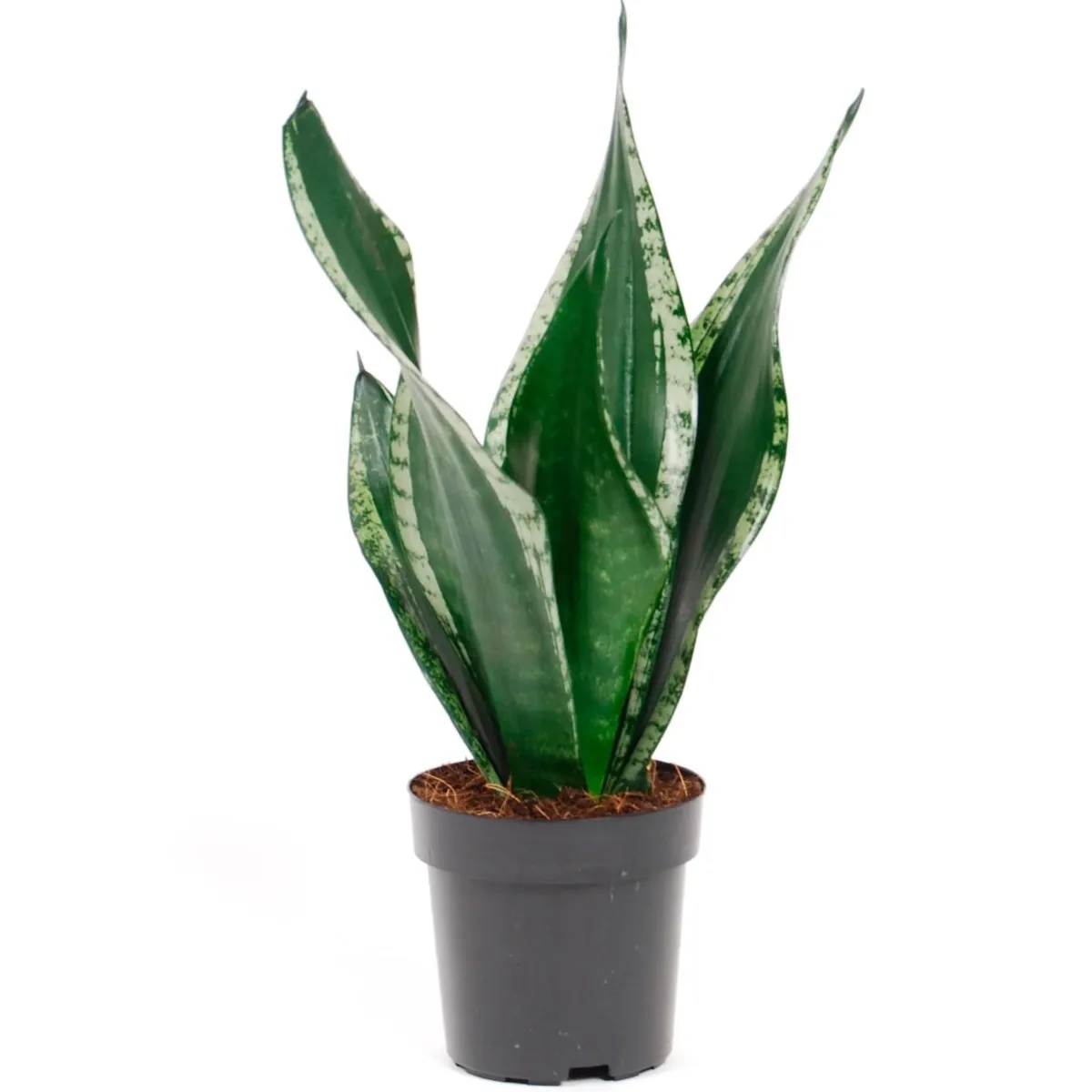 SANSEVIERIA TRIF. “Grey Stripe” - Brestovac