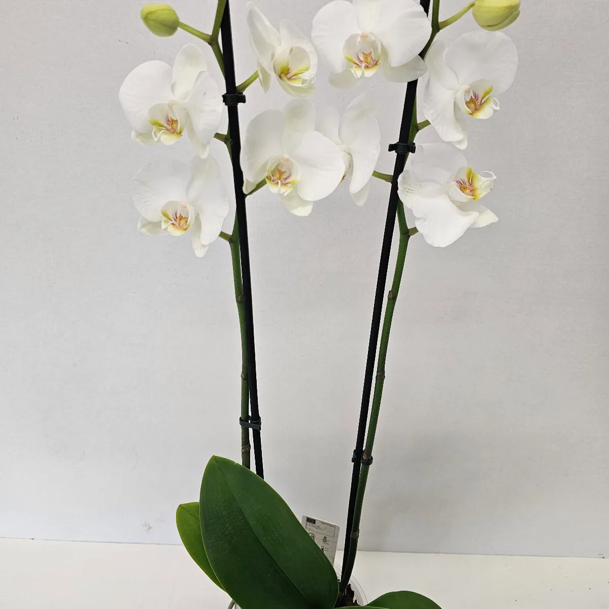 phalaenopsis /orhideja - slika 4