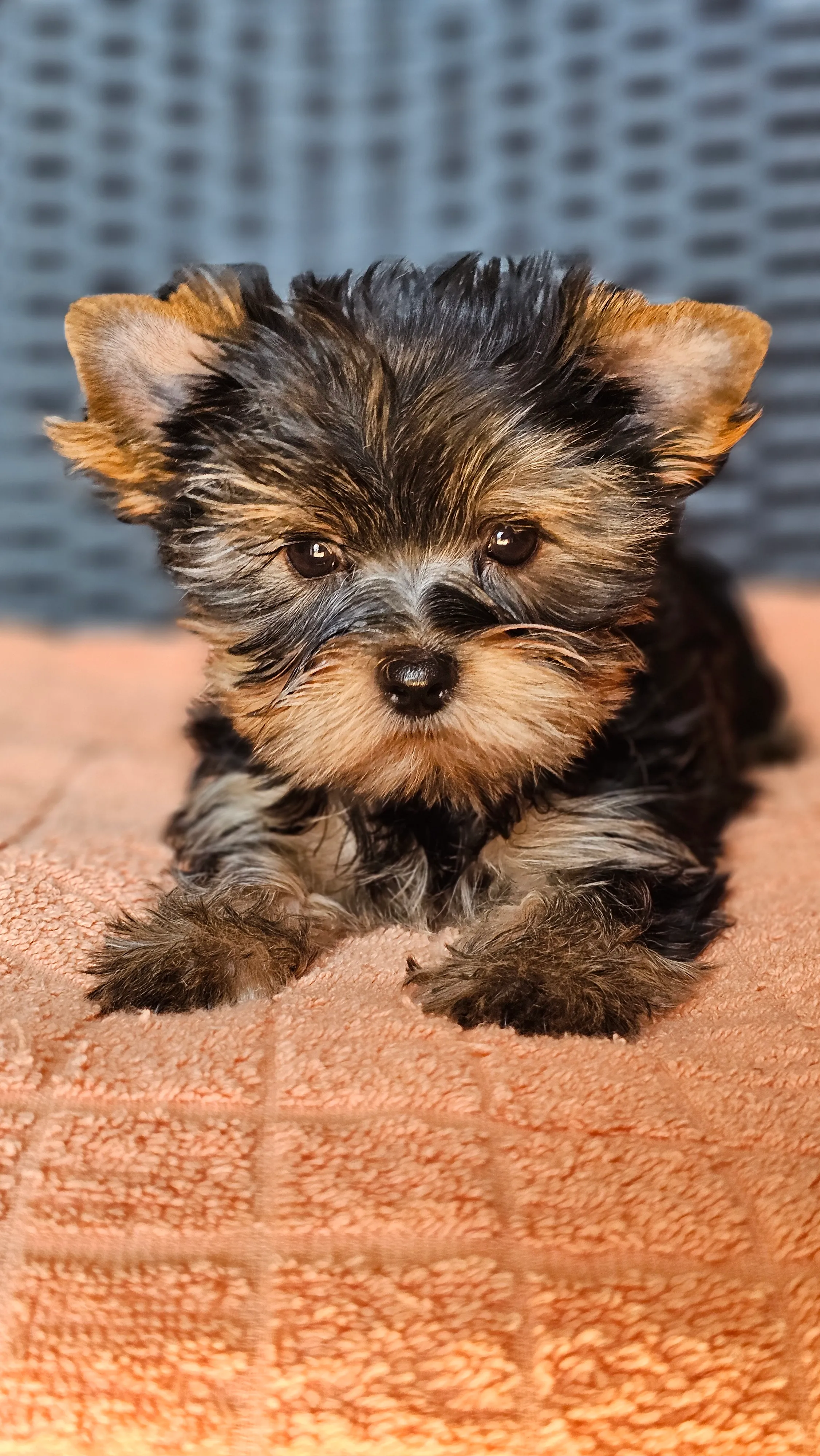 yorkshire terrier jorkširski terijer yorkie jorki - slika 3