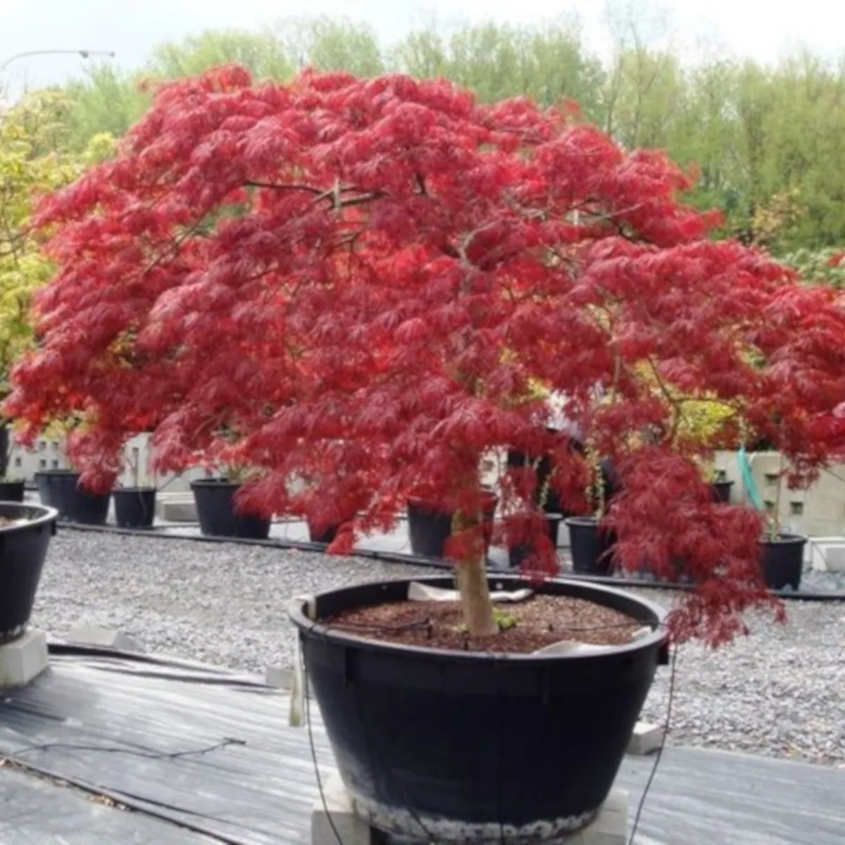 acer palmatum “inaba shidare” - slika 4