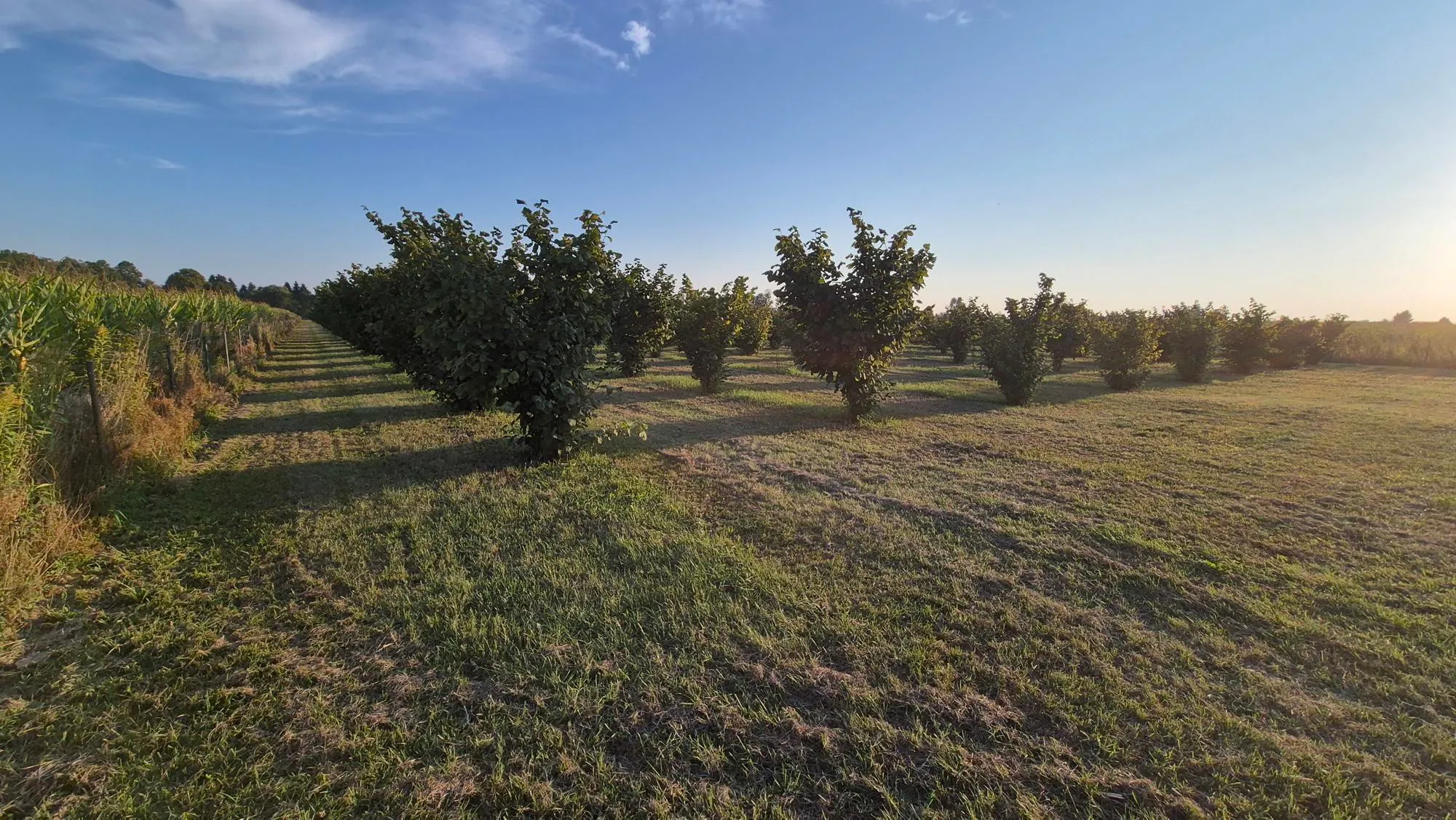 nasad lješnjaka, obedišće, 16100 m2 moguća zamjena - slika 5