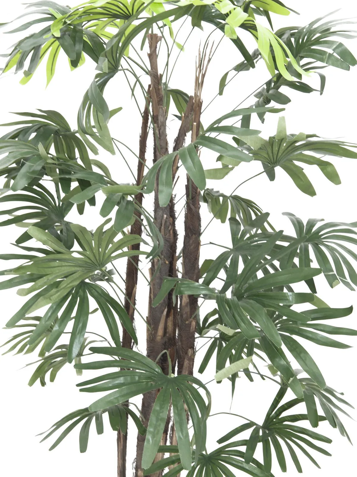 europalms raphis palm tree, 120cm - slika 2