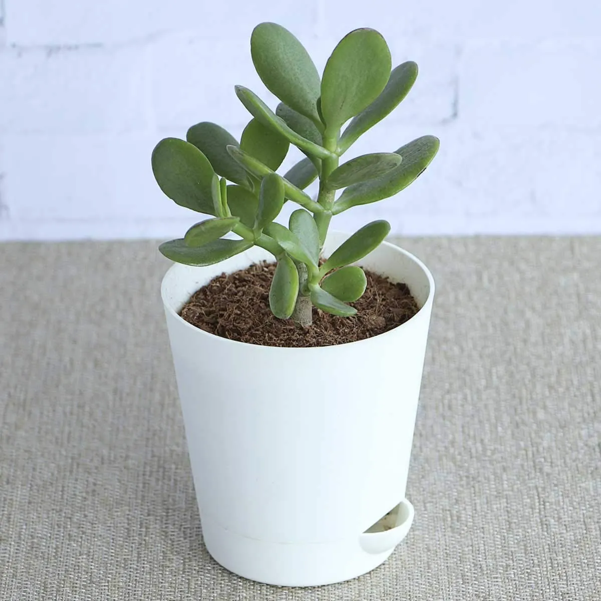 crassula ovata/drvo novca - slika 2
