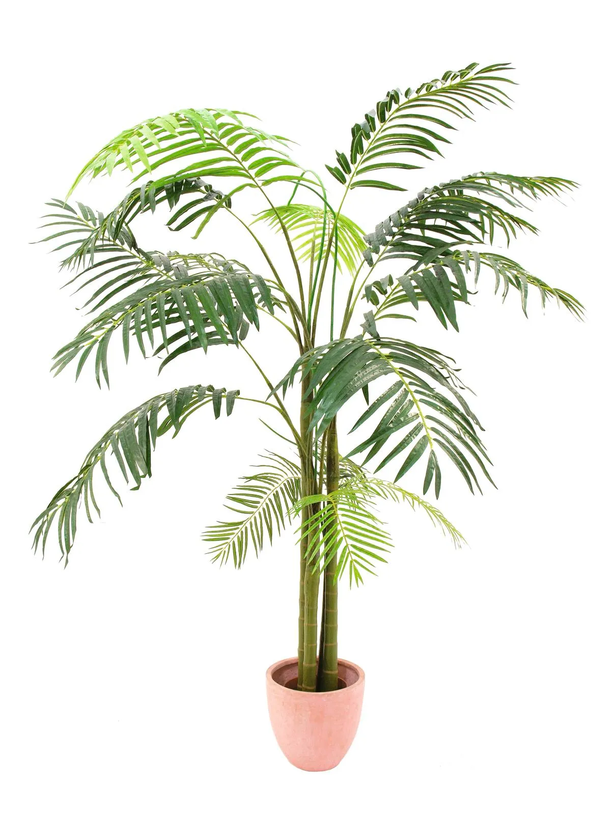 EUROPALMS Areca palm, 3 trunks, 210cm - Križevci