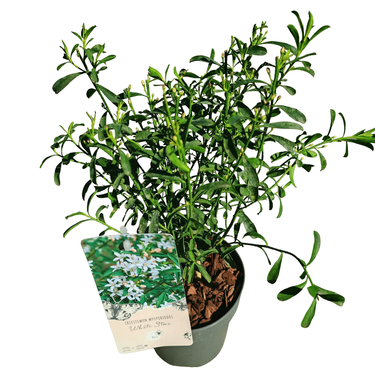 eriostemon myroporoides - slika 2