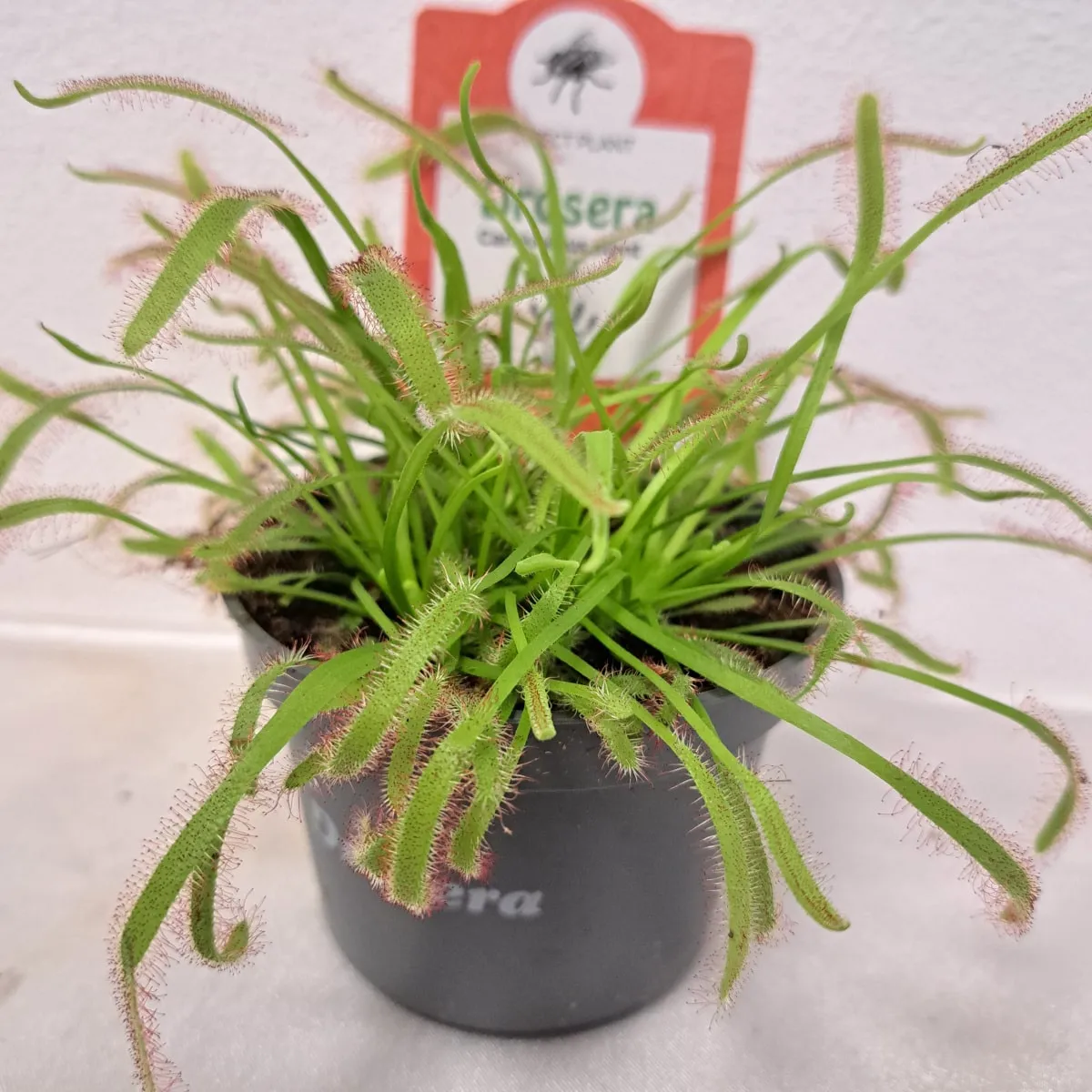 muholovke / drosera - slika 2