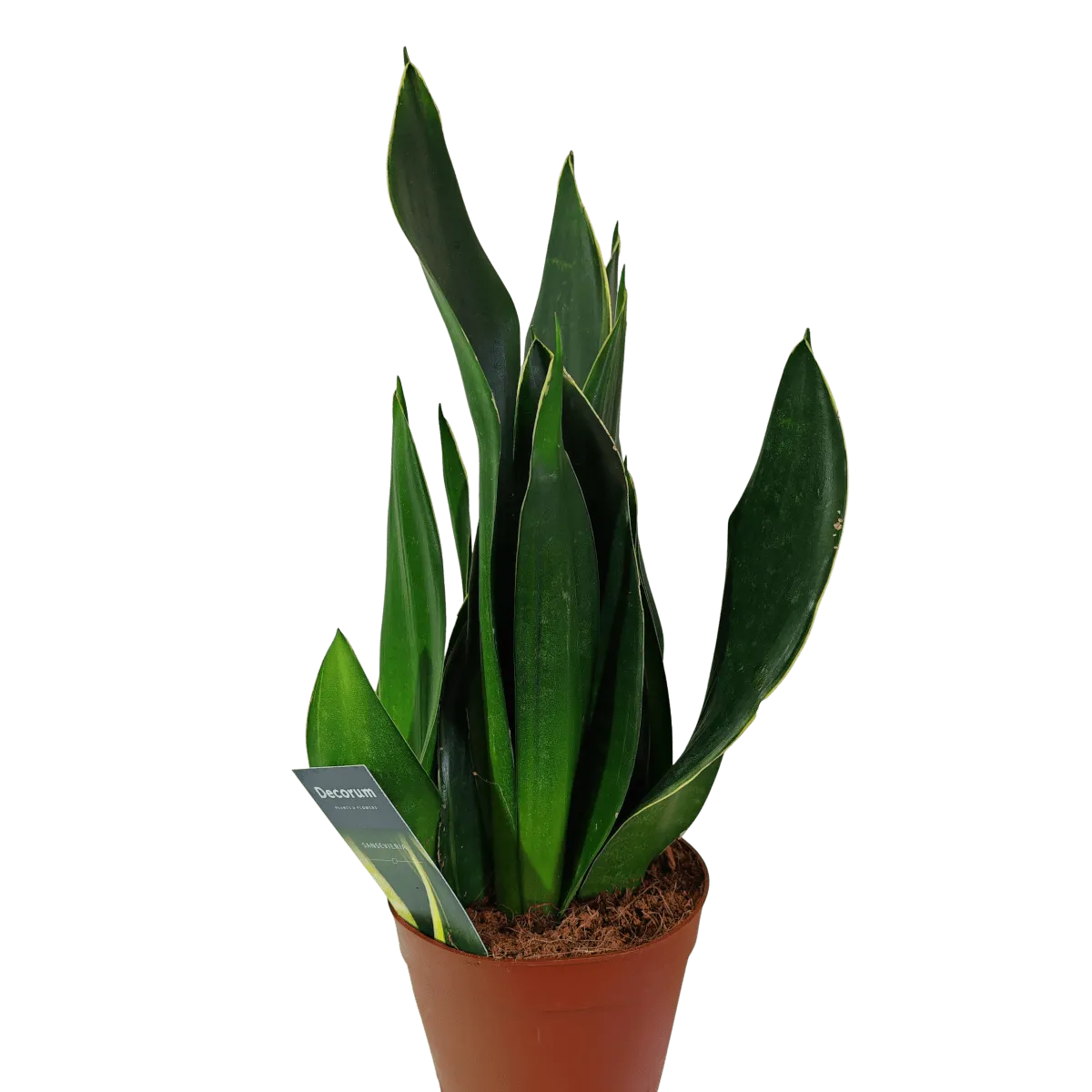sansevieria trif “black diamond” - slika 3