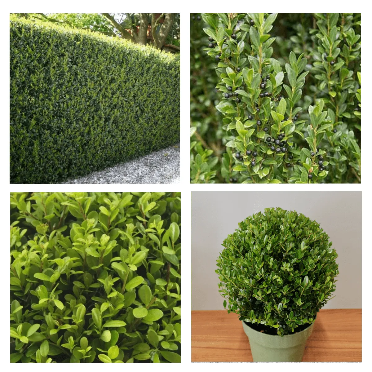 ILEX CRENATA “Jenny” - Nurkovac, Brestovac